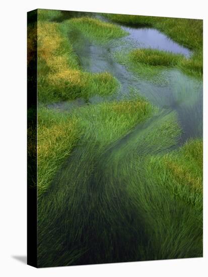Spring Grasses in Calm Stream, Yellowstone National Park, Wyoming, USA-Jerry Ginsberg-Stretched Canvas