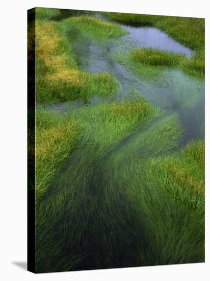 Spring Grasses in Calm Stream, Yellowstone National Park, Wyoming, USA-Jerry Ginsberg-Stretched Canvas