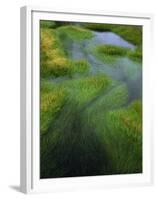 Spring Grasses in Calm Stream, Yellowstone National Park, Wyoming, USA-Jerry Ginsberg-Framed Premium Photographic Print