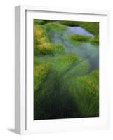 Spring Grasses in Calm Stream, Yellowstone National Park, Wyoming, USA-Jerry Ginsberg-Framed Photographic Print