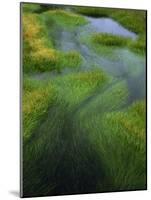 Spring Grasses in Calm Stream, Yellowstone National Park, Wyoming, USA-Jerry Ginsberg-Mounted Photographic Print