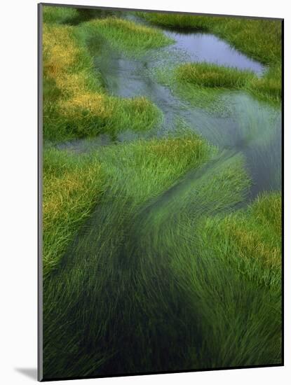 Spring Grasses in Calm Stream, Yellowstone National Park, Wyoming, USA-Jerry Ginsberg-Mounted Photographic Print