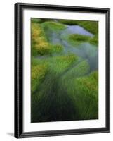 Spring Grasses in Calm Stream, Yellowstone National Park, Wyoming, USA-Jerry Ginsberg-Framed Photographic Print