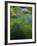 Spring Grasses in Calm Stream, Yellowstone National Park, Wyoming, USA-Jerry Ginsberg-Framed Photographic Print