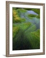 Spring Grasses in Calm Stream, Yellowstone National Park, Wyoming, USA-Jerry Ginsberg-Framed Photographic Print