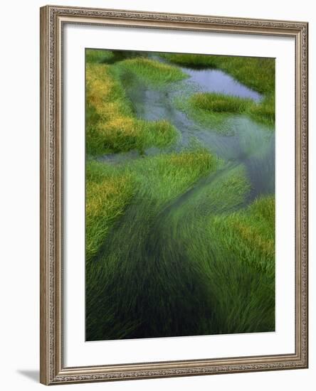 Spring Grasses in Calm Stream, Yellowstone National Park, Wyoming, USA-Jerry Ginsberg-Framed Photographic Print