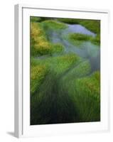 Spring Grasses in Calm Stream, Yellowstone National Park, Wyoming, USA-Jerry Ginsberg-Framed Photographic Print