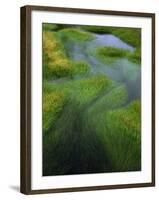 Spring Grasses in Calm Stream, Yellowstone National Park, Wyoming, USA-Jerry Ginsberg-Framed Photographic Print