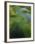 Spring Grasses in Calm Stream, Yellowstone National Park, Wyoming, USA-Jerry Ginsberg-Framed Photographic Print