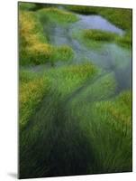 Spring Grasses in Calm Stream, Yellowstone National Park, Wyoming, USA-Jerry Ginsberg-Mounted Photographic Print