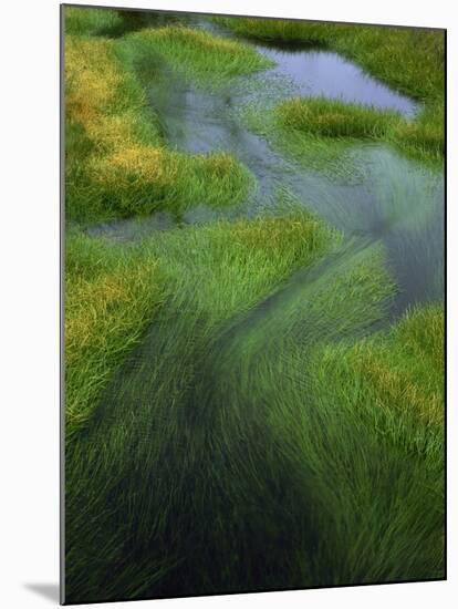 Spring Grasses in Calm Stream, Yellowstone National Park, Wyoming, USA-Jerry Ginsberg-Mounted Photographic Print