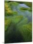 Spring Grasses in Calm Stream, Yellowstone National Park, Wyoming, USA-Jerry Ginsberg-Mounted Photographic Print