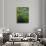 Spring Grasses in Calm Stream, Yellowstone National Park, Wyoming, USA-Jerry Ginsberg-Photographic Print displayed on a wall