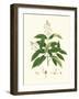 Spring Green Foliage V-Unknown-Framed Art Print