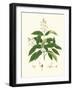 Spring Green Foliage V-Unknown-Framed Art Print