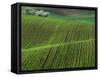 Spring Green Pea Fields, Palouse, Washington, USA-Terry Eggers-Framed Stretched Canvas