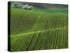 Spring Green Pea Fields, Palouse, Washington, USA-Terry Eggers-Stretched Canvas