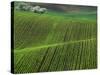 Spring Green Pea Fields, Palouse, Washington, USA-Terry Eggers-Stretched Canvas