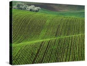 Spring Green Pea Fields, Palouse, Washington, USA-Terry Eggers-Stretched Canvas