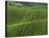 Spring Green Pea Fields, Palouse, Washington, USA-Terry Eggers-Stretched Canvas