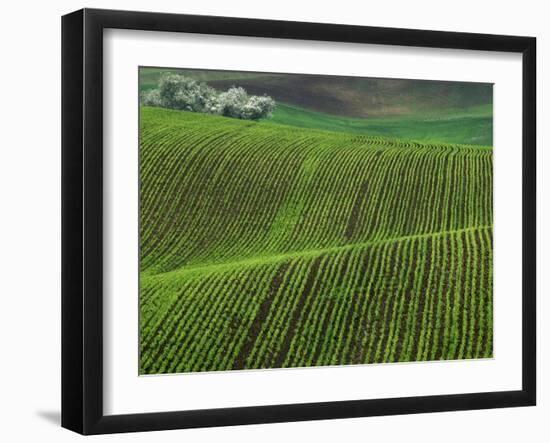 Spring Green Pea Fields, Palouse, Washington, USA-Terry Eggers-Framed Premium Photographic Print