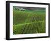 Spring Green Pea Fields, Palouse, Washington, USA-Terry Eggers-Framed Premium Photographic Print