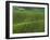 Spring Green Pea Fields, Palouse, Washington, USA-Terry Eggers-Framed Premium Photographic Print