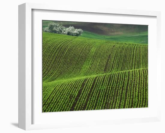 Spring Green Pea Fields, Palouse, Washington, USA-Terry Eggers-Framed Premium Photographic Print