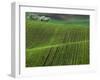 Spring Green Pea Fields, Palouse, Washington, USA-Terry Eggers-Framed Premium Photographic Print