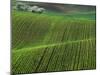 Spring Green Pea Fields, Palouse, Washington, USA-Terry Eggers-Mounted Premium Photographic Print