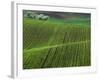 Spring Green Pea Fields, Palouse, Washington, USA-Terry Eggers-Framed Photographic Print