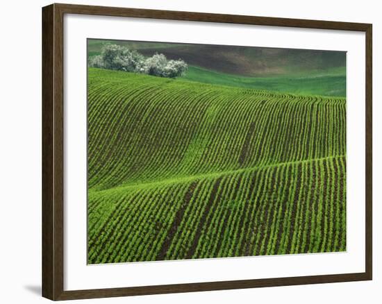 Spring Green Pea Fields, Palouse, Washington, USA-Terry Eggers-Framed Photographic Print