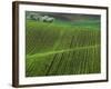 Spring Green Pea Fields, Palouse, Washington, USA-Terry Eggers-Framed Photographic Print