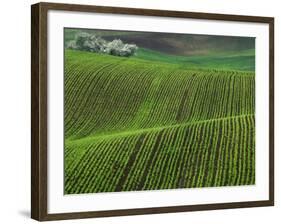 Spring Green Pea Fields, Palouse, Washington, USA-Terry Eggers-Framed Photographic Print