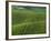 Spring Green Pea Fields, Palouse, Washington, USA-Terry Eggers-Framed Photographic Print