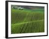 Spring Green Pea Fields, Palouse, Washington, USA-Terry Eggers-Framed Photographic Print