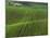 Spring Green Pea Fields, Palouse, Washington, USA-Terry Eggers-Mounted Photographic Print