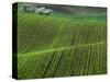 Spring Green Pea Fields, Palouse, Washington, USA-Terry Eggers-Stretched Canvas