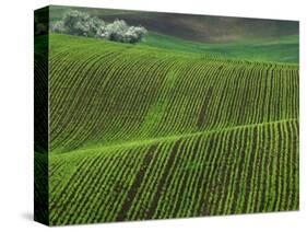 Spring Green Pea Fields, Palouse, Washington, USA-Terry Eggers-Stretched Canvas