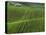 Spring Green Pea Fields, Palouse, Washington, USA-Terry Eggers-Stretched Canvas