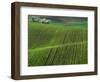 Spring Green Pea Fields, Palouse, Washington, USA-Terry Eggers-Framed Photographic Print