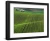 Spring Green Pea Fields, Palouse, Washington, USA-Terry Eggers-Framed Photographic Print