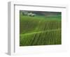 Spring Green Pea Fields, Palouse, Washington, USA-Terry Eggers-Framed Photographic Print