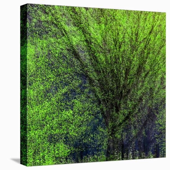 Spring Green-Ursula Abresch-Stretched Canvas