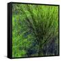 Spring Green-Ursula Abresch-Framed Stretched Canvas