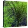 Spring Green-Ursula Abresch-Stretched Canvas