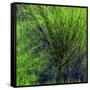 Spring Green-Ursula Abresch-Framed Stretched Canvas