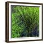 Spring Green-Ursula Abresch-Framed Photographic Print