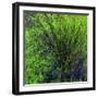 Spring Green-Ursula Abresch-Framed Photographic Print