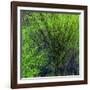 Spring Green-Ursula Abresch-Framed Photographic Print